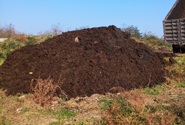 Cow dung